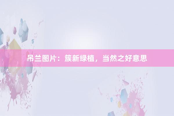 吊兰图片：簇新绿植，当然之好意思