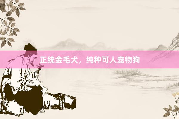 正统金毛犬，纯种可人宠物狗