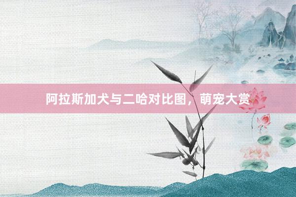 阿拉斯加犬与二哈对比图，萌宠大赏